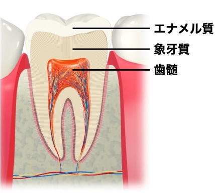 歯の構造